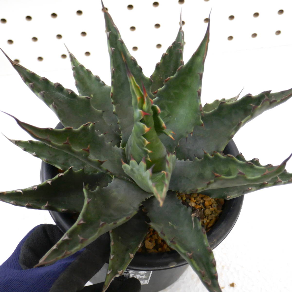 2308-95 特選 カリフォルニア輸入株 発根済 Agave gentryi Jaws アガベ  