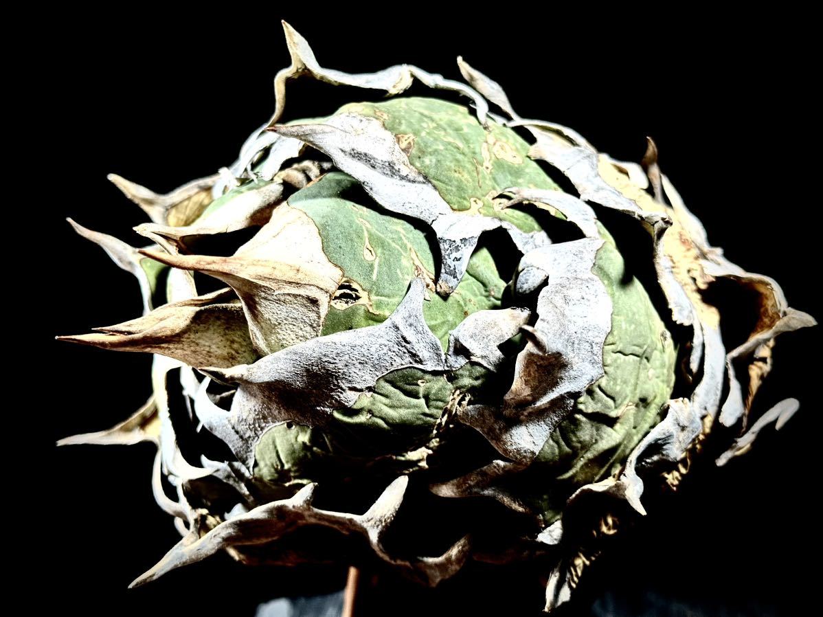 アガベ NU1 coyote plants株 子株 アガベ NU1 coyote plants株 子株