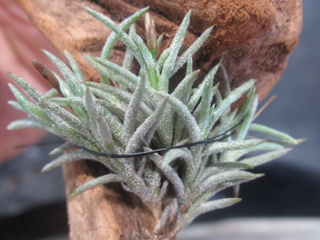 ＫＮ　アルゼンチン産山採り株　ティランジア　カピラリス　カピラリス（TILLANDSIA CAPILARIS var. CAPILARIS）　　　0.8Ｍ以下　　