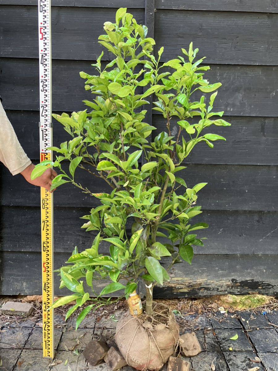 柑橘 果樹苗 メイポメロ