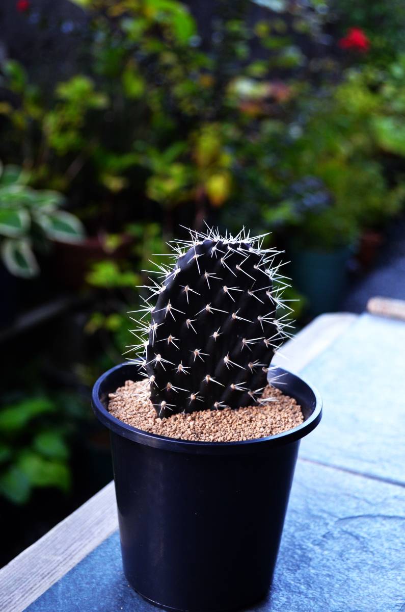 galapageia ☆多肉植物☆サボテン☆ガラパゴス 団扇Opuntia σ