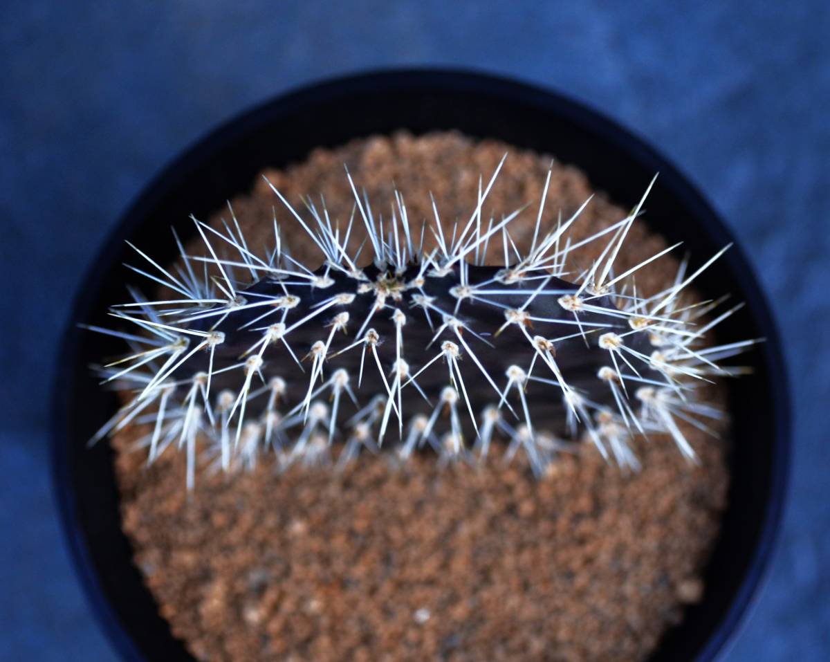 galapageia ☆多肉植物☆サボテン☆ガラパゴス 団扇Opuntia σ