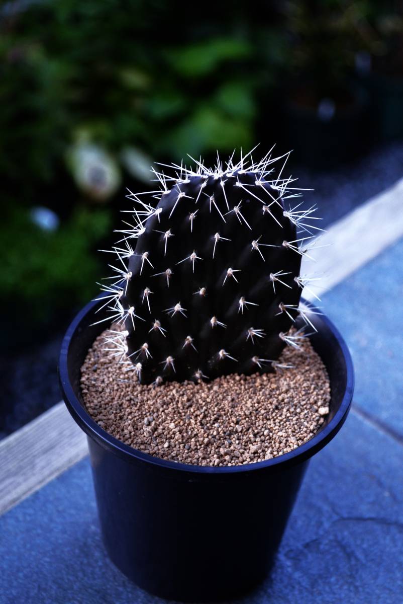 galapageia ☆多肉植物☆サボテン☆ガラパゴス 団扇Opuntia σ