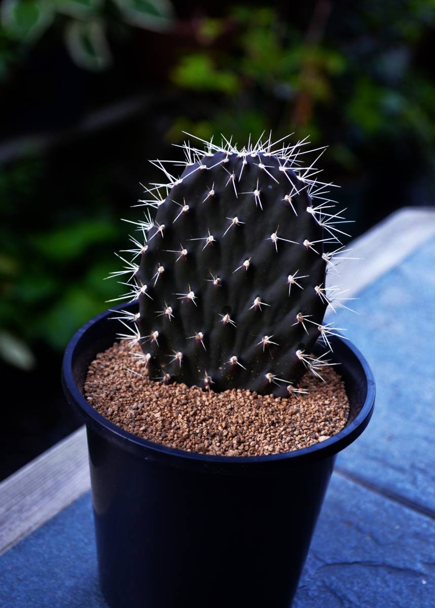 galapageia ☆多肉植物☆サボテン☆ガラパゴス 団扇Opuntia σ