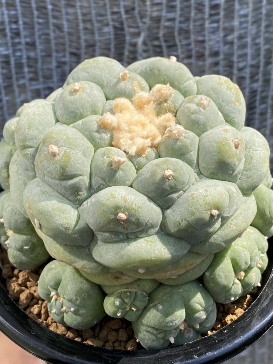 谷田貝疣銀冠玉7本　カキコ自根　ロフォフォラ　サボテン　検）烏羽玉　翠冠玉