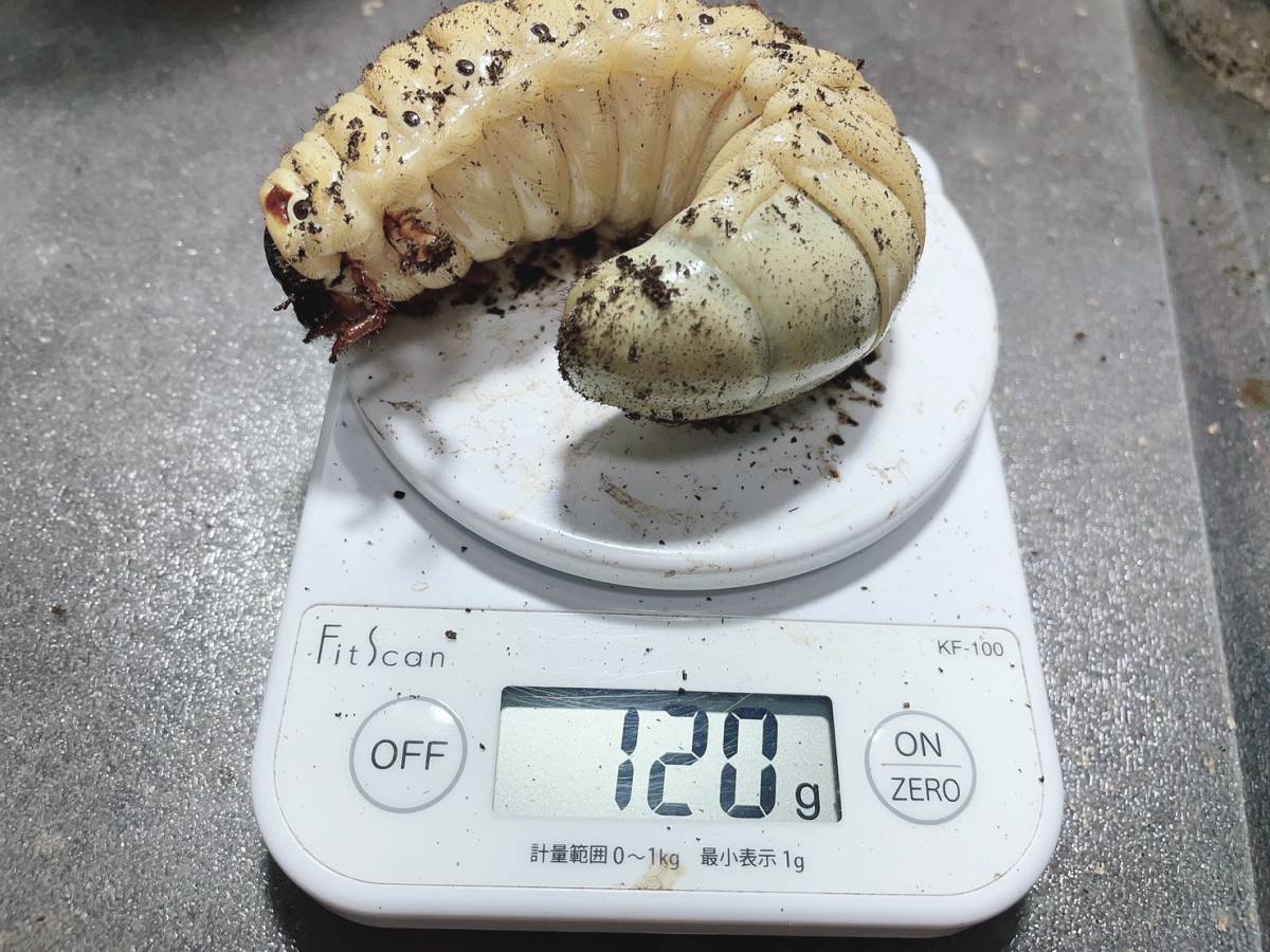 再出品】 DH.ヘラクレスオオカブト3令幼虫120g【HirokA血統(G-FOX 