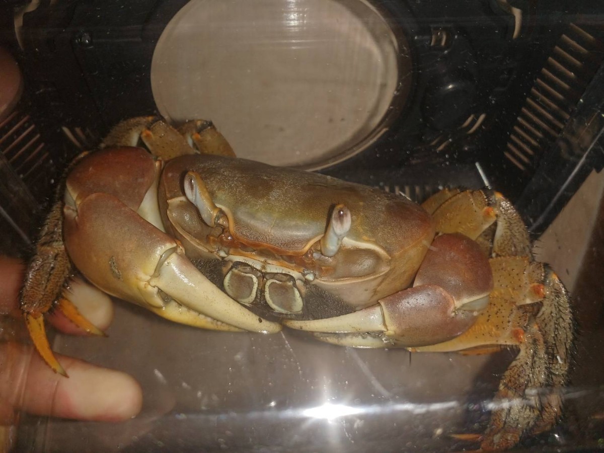 ✦ 巾着ポーチ内生地ご案内 ✦, image size:1200x900