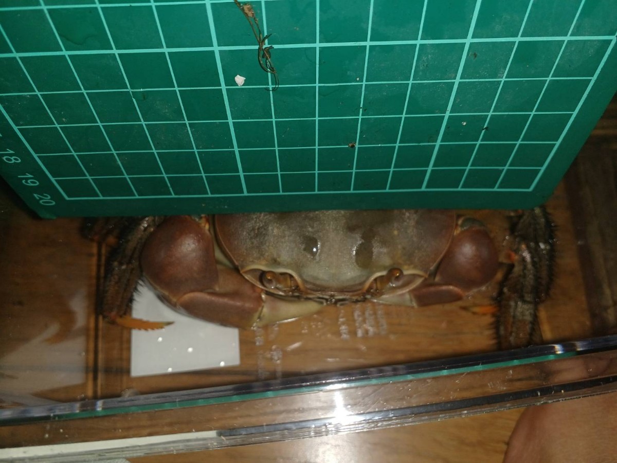 紅殻のパンドラ パロディ元ネタ集 11〜15巻｜ハリネズミ, image size:1200x900