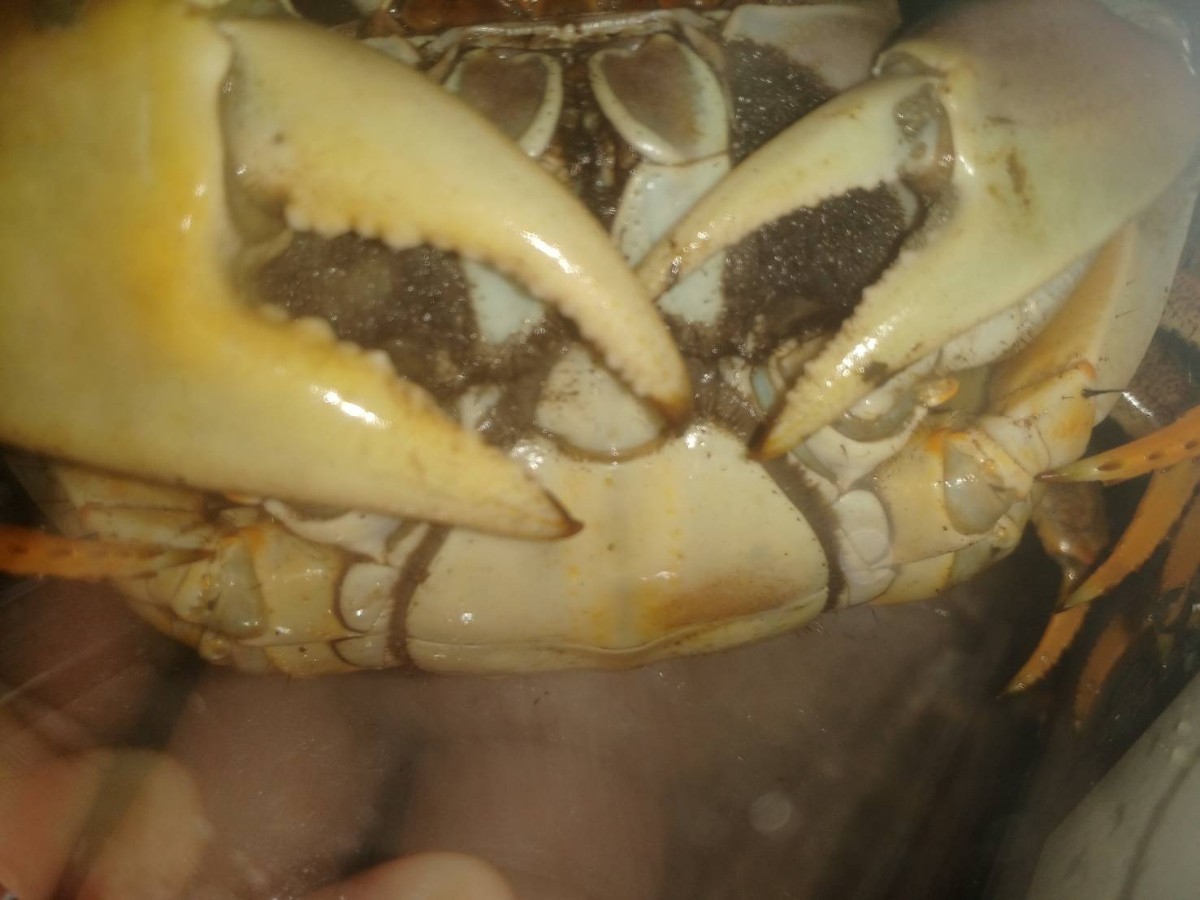 ✦ 巾着ポーチ内生地ご案内 ✦, image size:1200x900