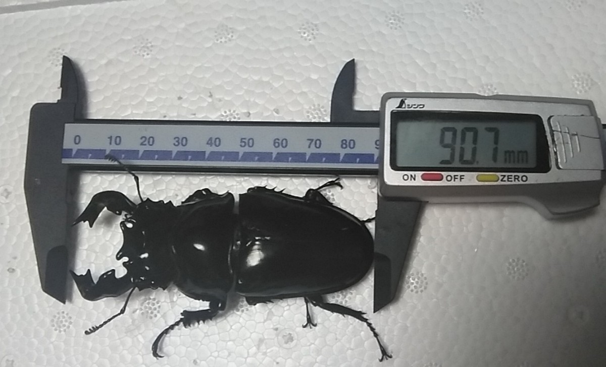大型血統】 タランドゥスオオツヤクワガタ♂89.5mm単品 未使用(外国産 