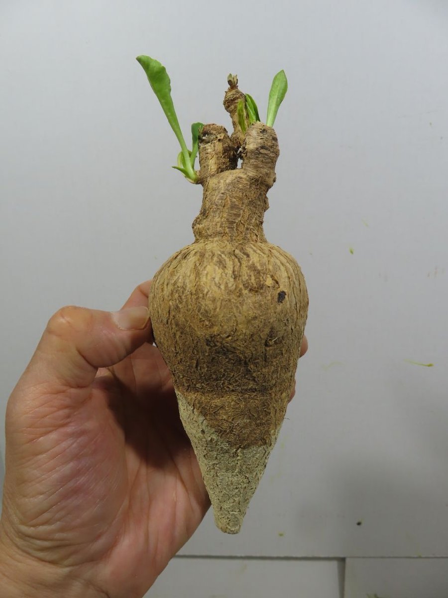 ヒ6010 「多肉植物】ユーフォルビア スパポダ 抜き苗【そろそろ植えます・Euphorbia subapoda・スパポーダ】