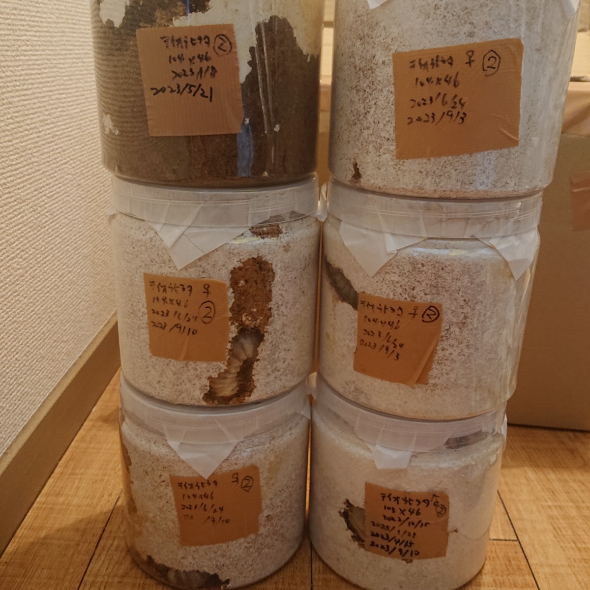 テイオウヒラタ幼虫6匹②（親103mm超）