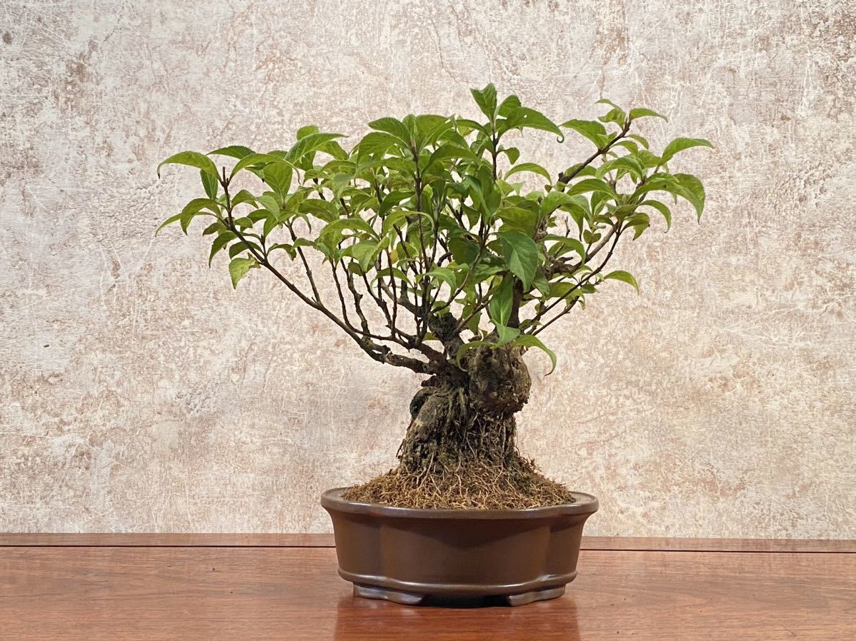 盆栽・紫式部・小品盆栽・極太