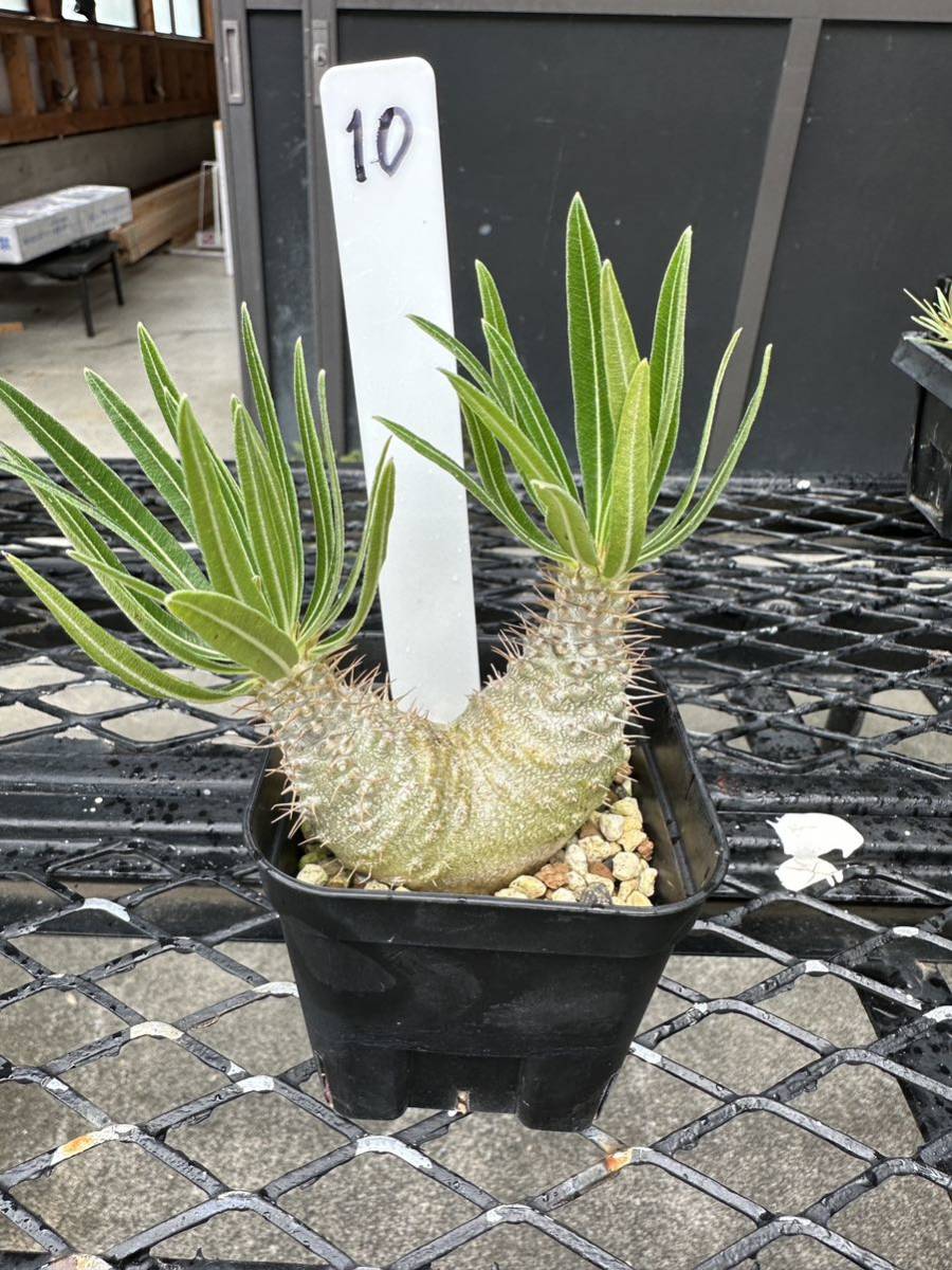 パキポディウム グラキリス Pachypodium 実生 gracilius グラキリス10