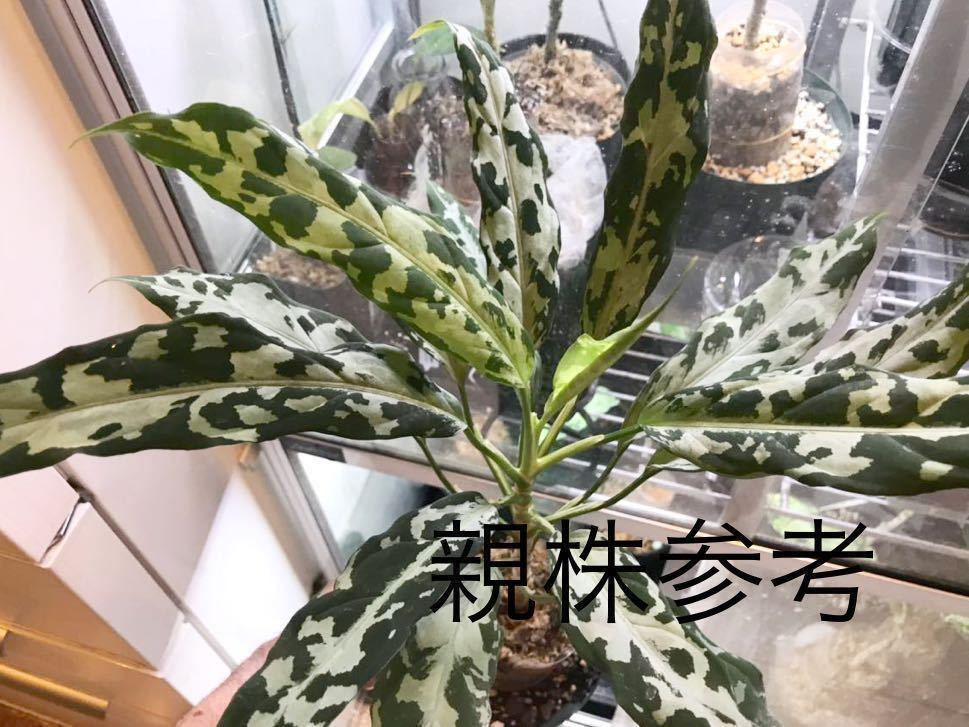 LA便ネームド株 氷肌玉骨 アグラオネマピクタムAglaonema pictum