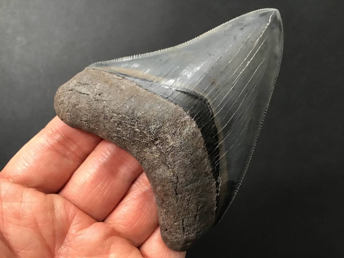 サメの歯 化石 標本　メガロドン　骨董品　アンティーク　ヴィンテージ サメの歯 化石 標本メガロドン骨董品アンティークヴィンテージ
