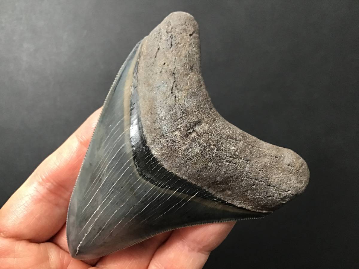 メガロドンの歯化石 巨大サメ・メガロドンの歯化石 絶滅種「メガロドン