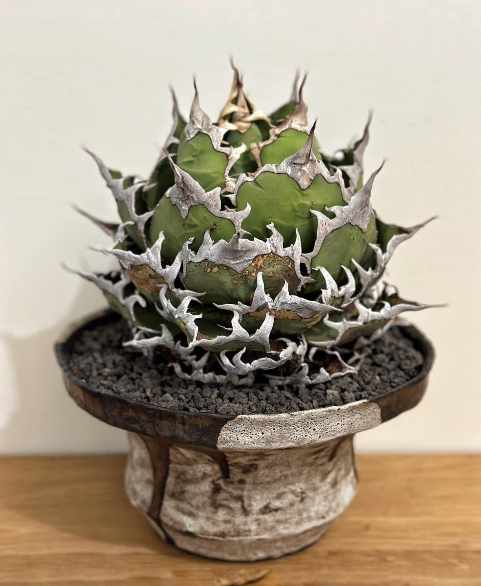 アガベ チタノタ 海王 /検 緑犀牛 清櫻 フィリグリー スーパーシーザー