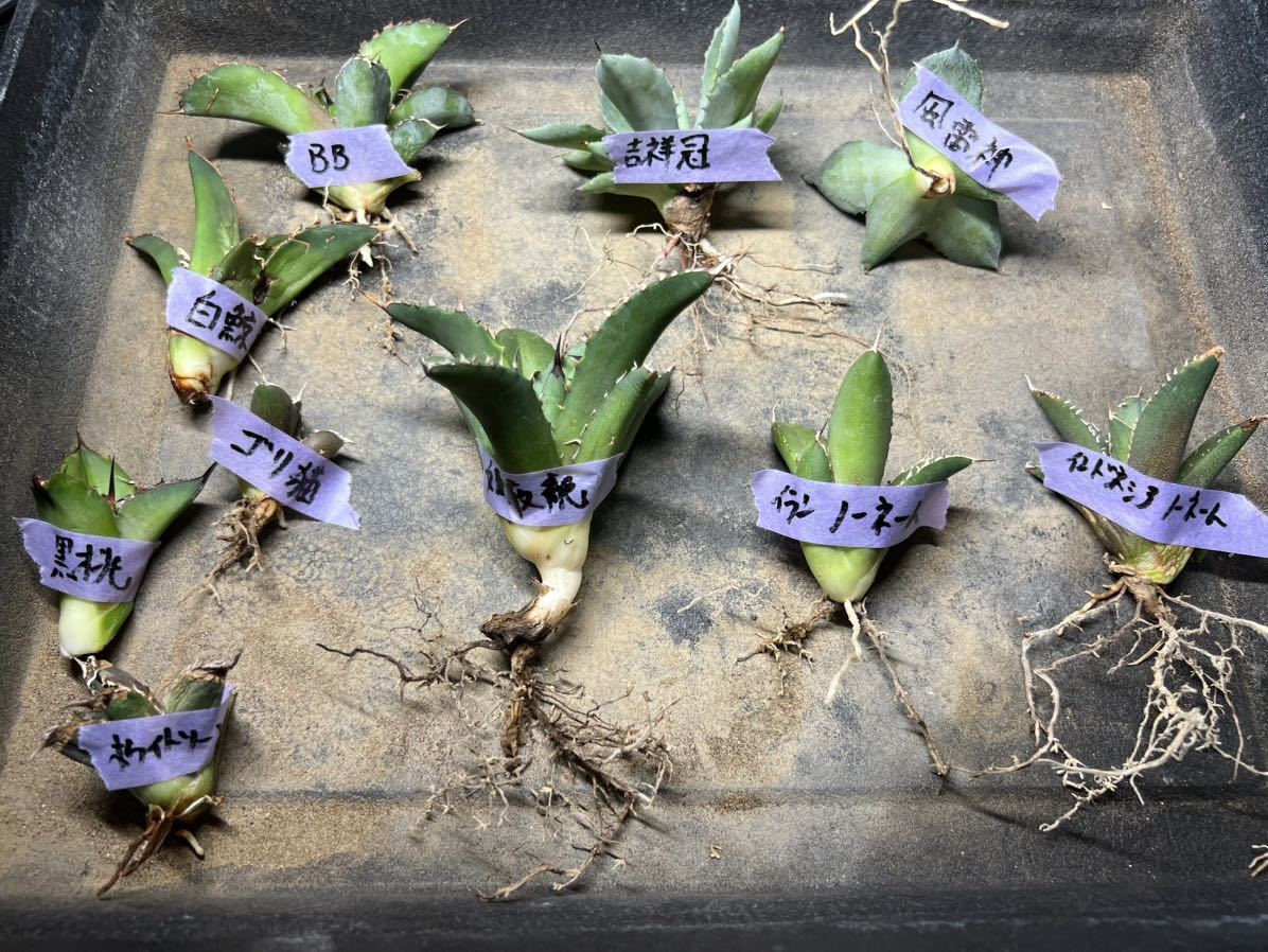 アガベ 子株 10株セット 吉祥冠 風雷神 BB 白鯨 ゴリ猫 黒桃 ホワイトソーン イランノーネーム インドネシアノーネーム 