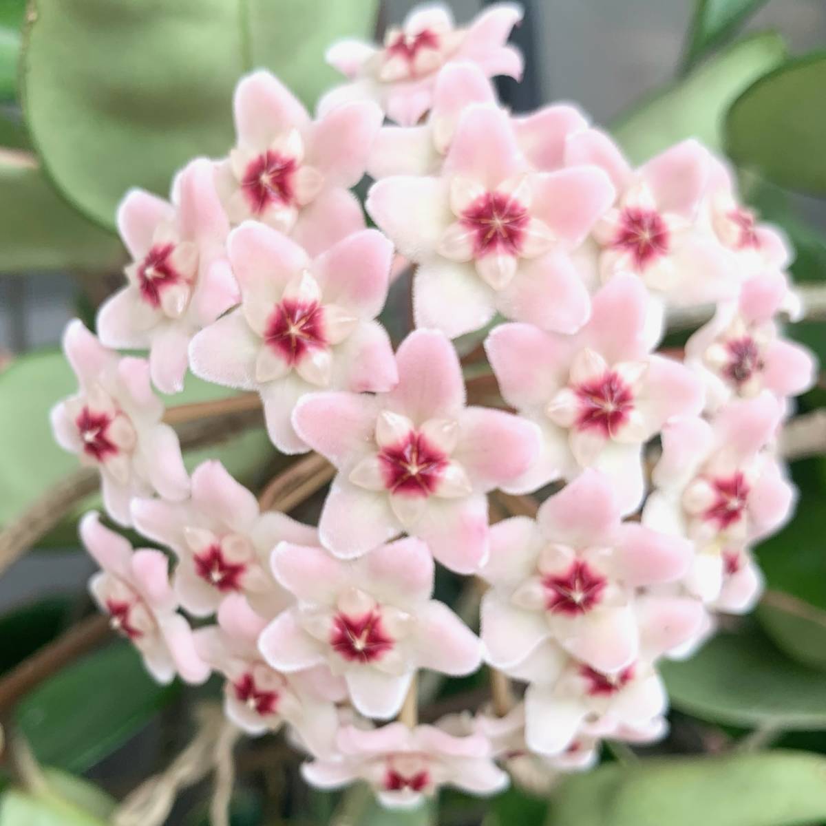 観葉植物 ポットごと ホヤ カルノーサ サクララン 斑入り リップカラー