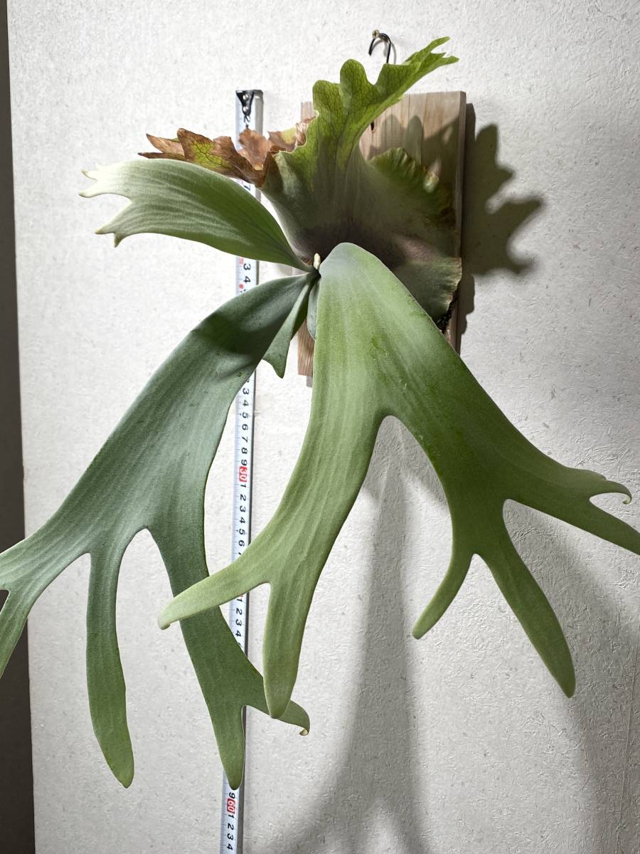 P.willinckii Cotton Cloud oc コットンクラウド ①