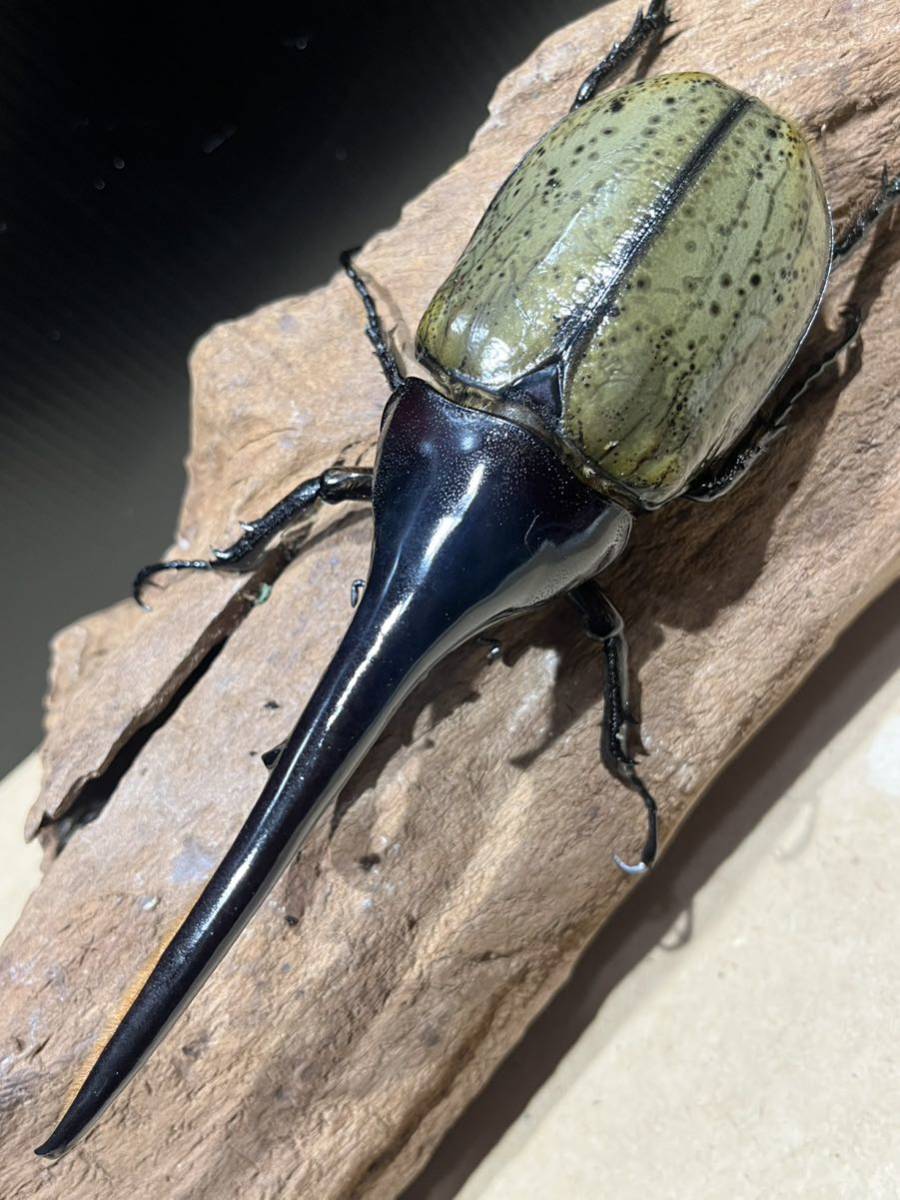 『 As. 』DHヘラクレス オス単品 160.5mm （ T-117MX.T-117vol6-FFOAKSvol3×0F-OAKS-No125 ）