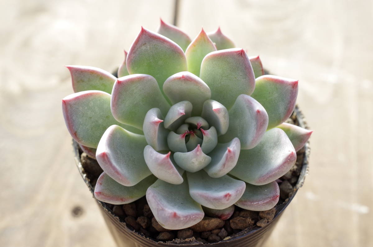 充実株、3号鉢】エケベリア ミックスベリア 青鬼 Echeveria 'Ao-oni