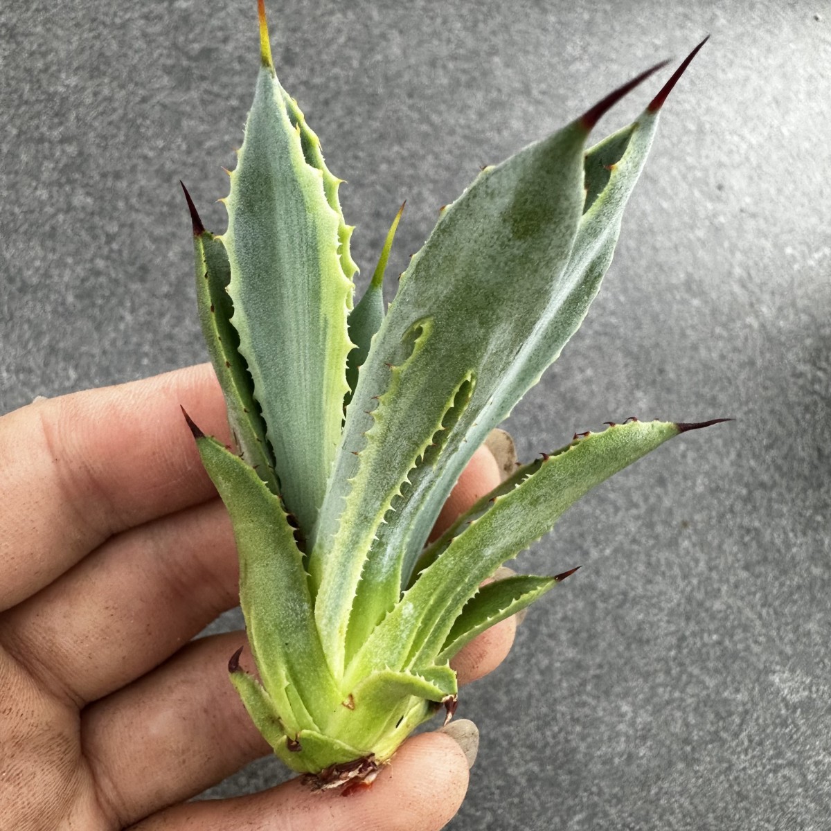 P53 【パンダ園芸】多肉植物アガべ ポタトラム　 キュービック錦