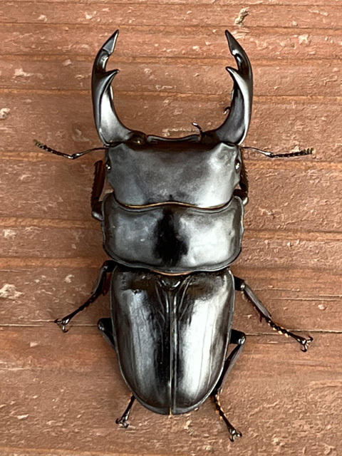 BREED菌糸ブロック 3500cc 15個セット（ブリード 高性能・高品質 菌糸