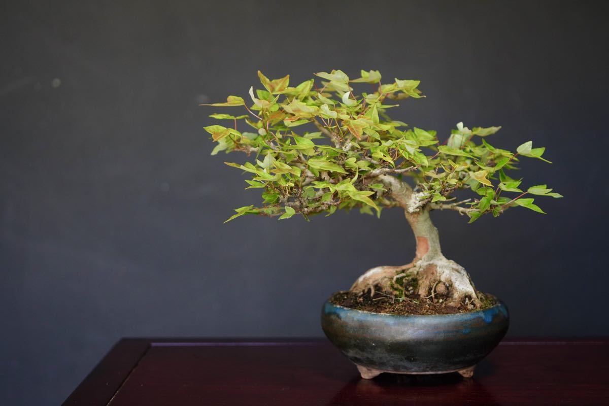 【盆栽　藤原】　楓