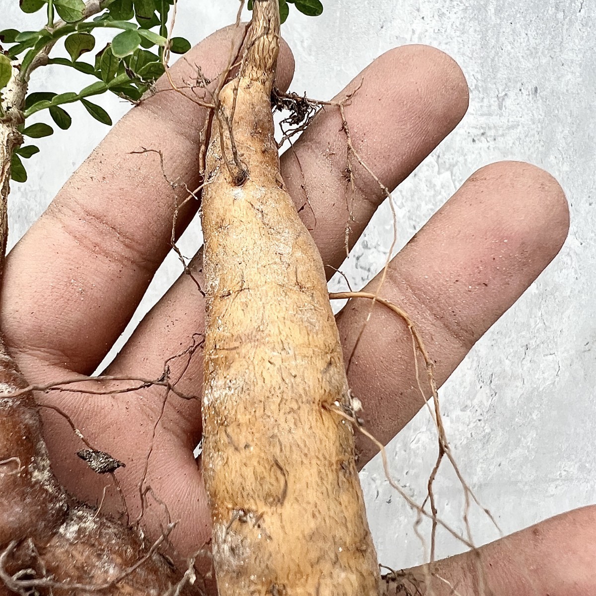 FP55 オペルクリカリア パキプス ベアルート株 FP55 オペルクリカリア