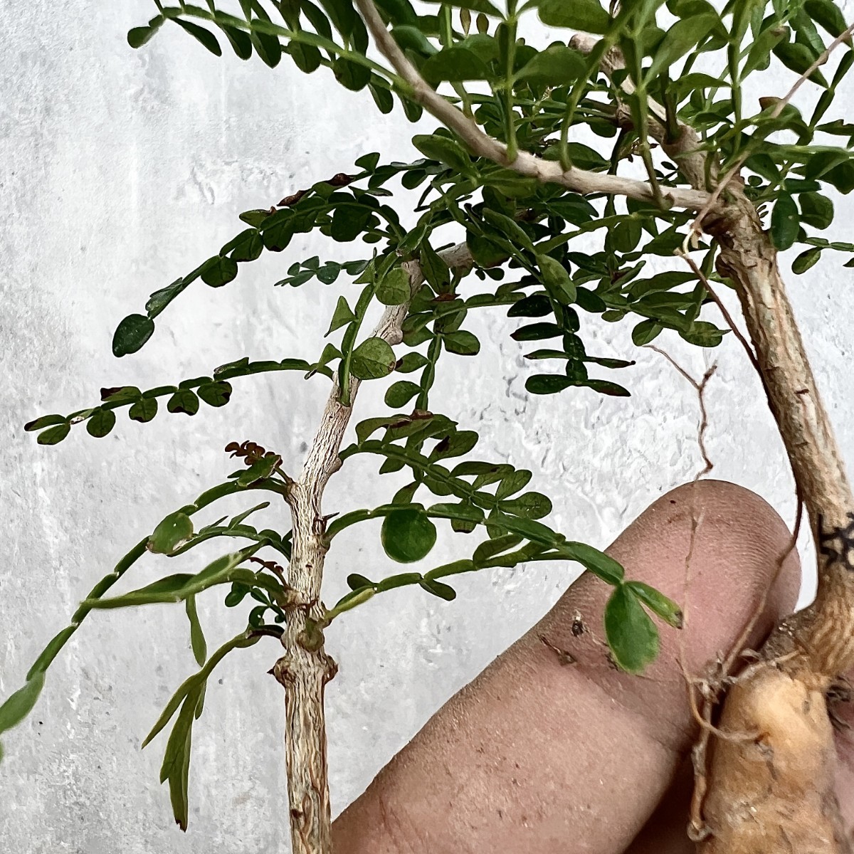 FP55 オペルクリカリア パキプス ベアルート株 FP55 オペルクリカリア