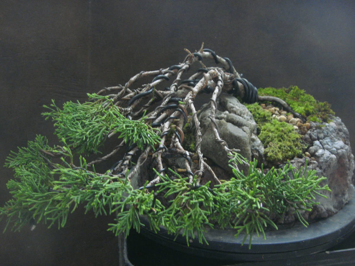 真柏　吹き流し　手作り鉢に！