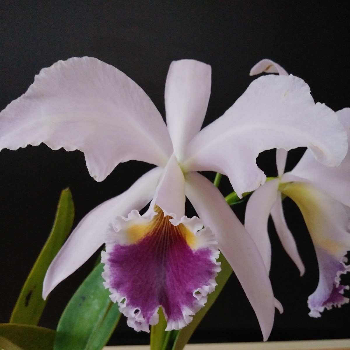 C.labiata fma 洋蘭 coeruleaOceanRoad