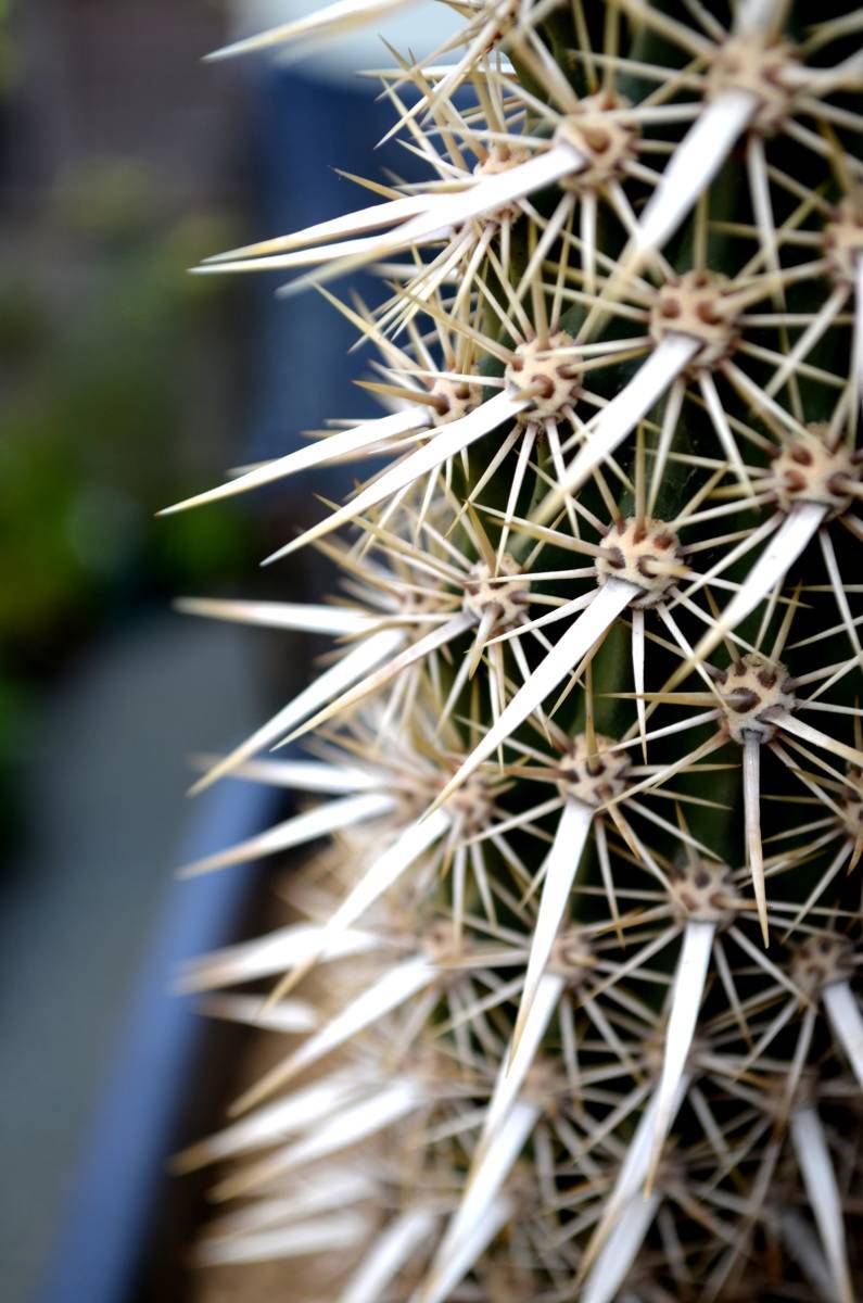 ☆多肉植物☆サボテン☆Stenocereus eruca【入鹿】【見本株からカキ仔