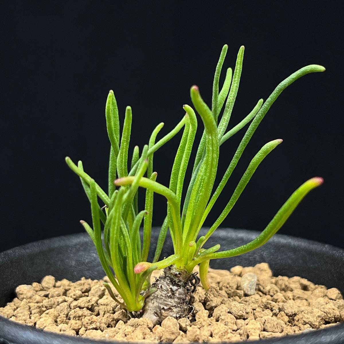 RR_ボスウェリア ソコトラナ Lサイズ 良い香り 落葉します/Boswellia