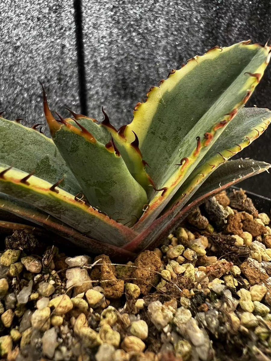 B-13アガベ【特選】多肉植物 チタノタブルーボールBB錦 白腹 ブラック
