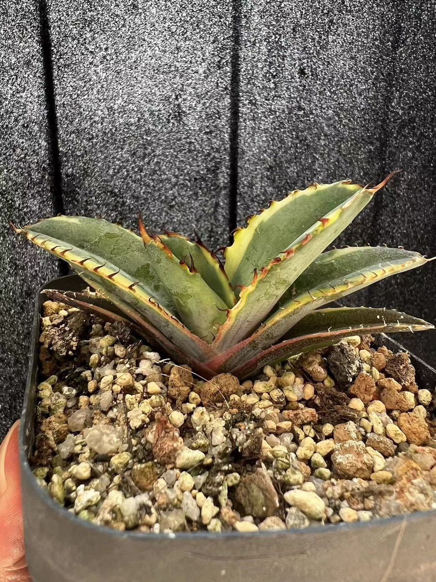B-13アガベ【特選】多肉植物 チタノタブルーボールBB錦 白腹 ブラック