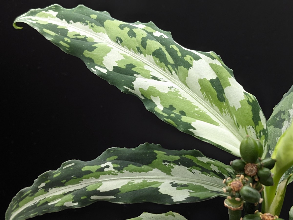 アグラオネマ ピクタム Z-014【LA0622-04z】Aglaonema pictum LA便