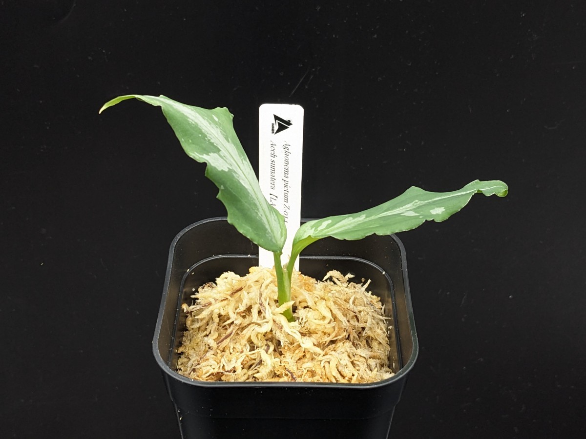 アグラオネマ ピクタム Z-014【LA0622-04z】Aglaonema pictum LA便