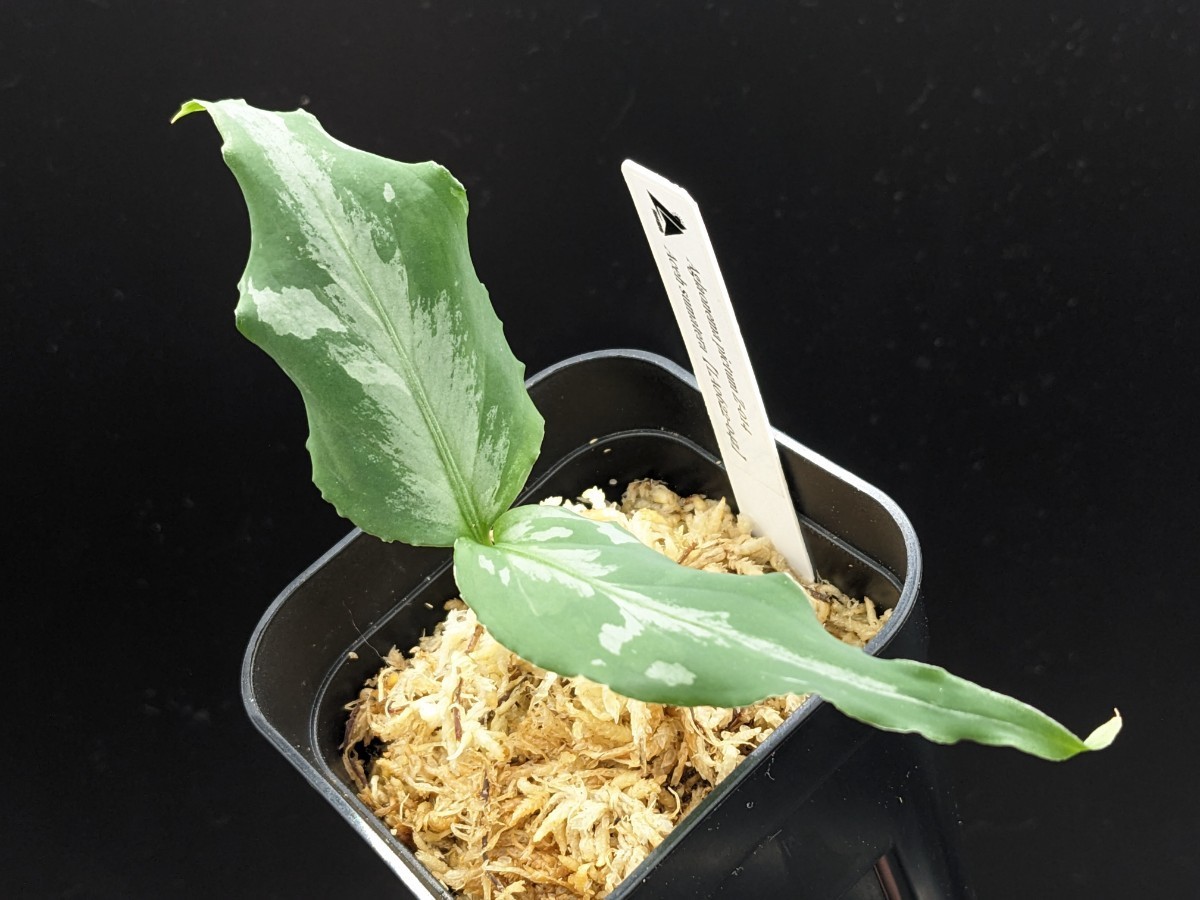 アグラオネマ ピクタム Z-014【LA0622-04z】Aglaonema pictum LA便