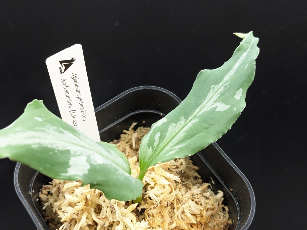 アグラオネマ ピクタム Z-014【LA0622-04z】Aglaonema pictum LA便