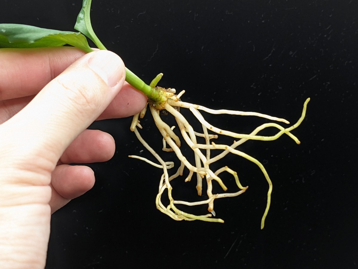 アグラオネマ ピクタム Z-014【LA0622-04z】Aglaonema pictum LA便