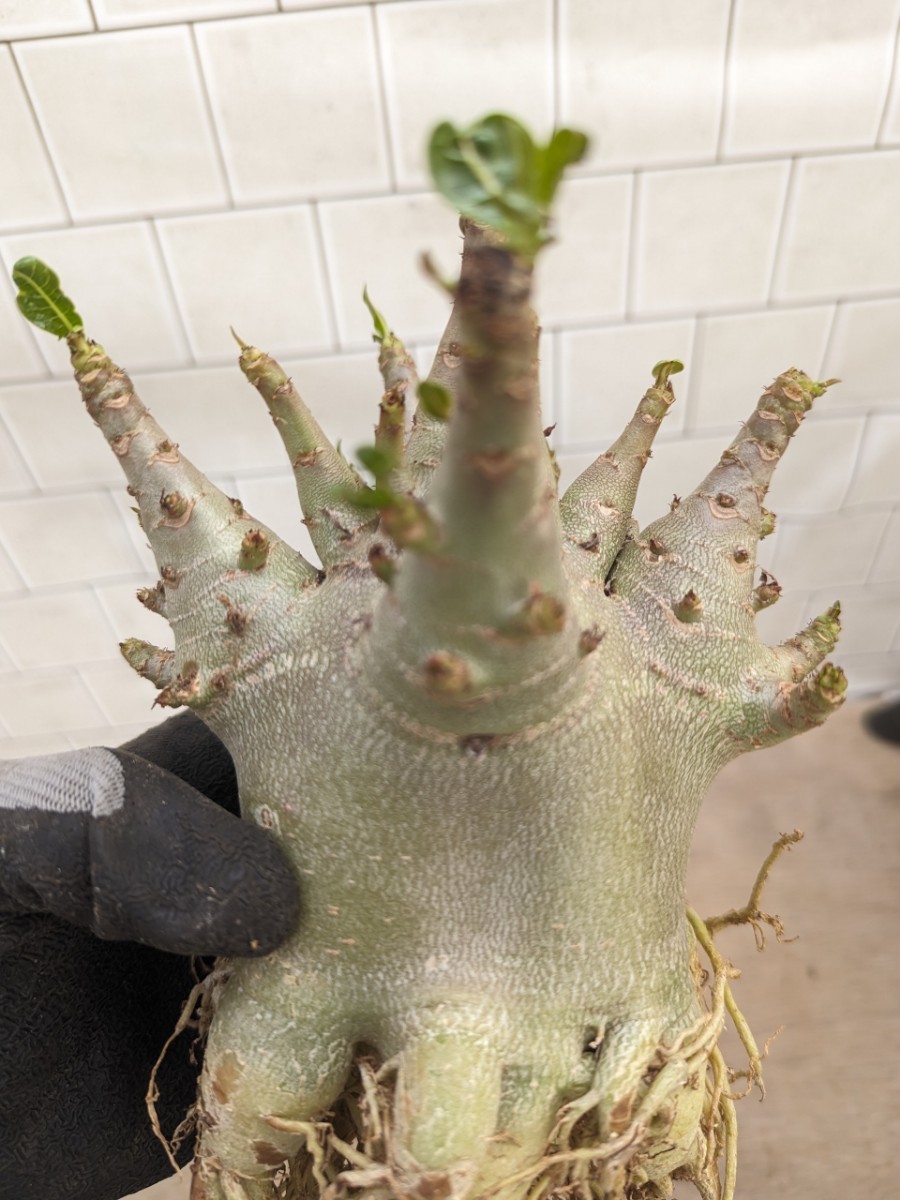 bk無番 アデニウム ドワーフ 抜き苗 塊根植物 コーデックス アラビカム アラビクム オベスム オベサム