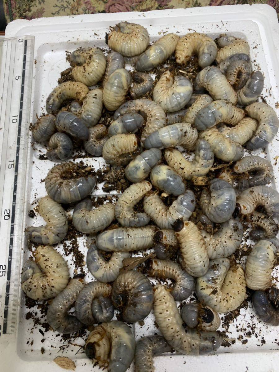 千葉県産カブトムシ幼虫