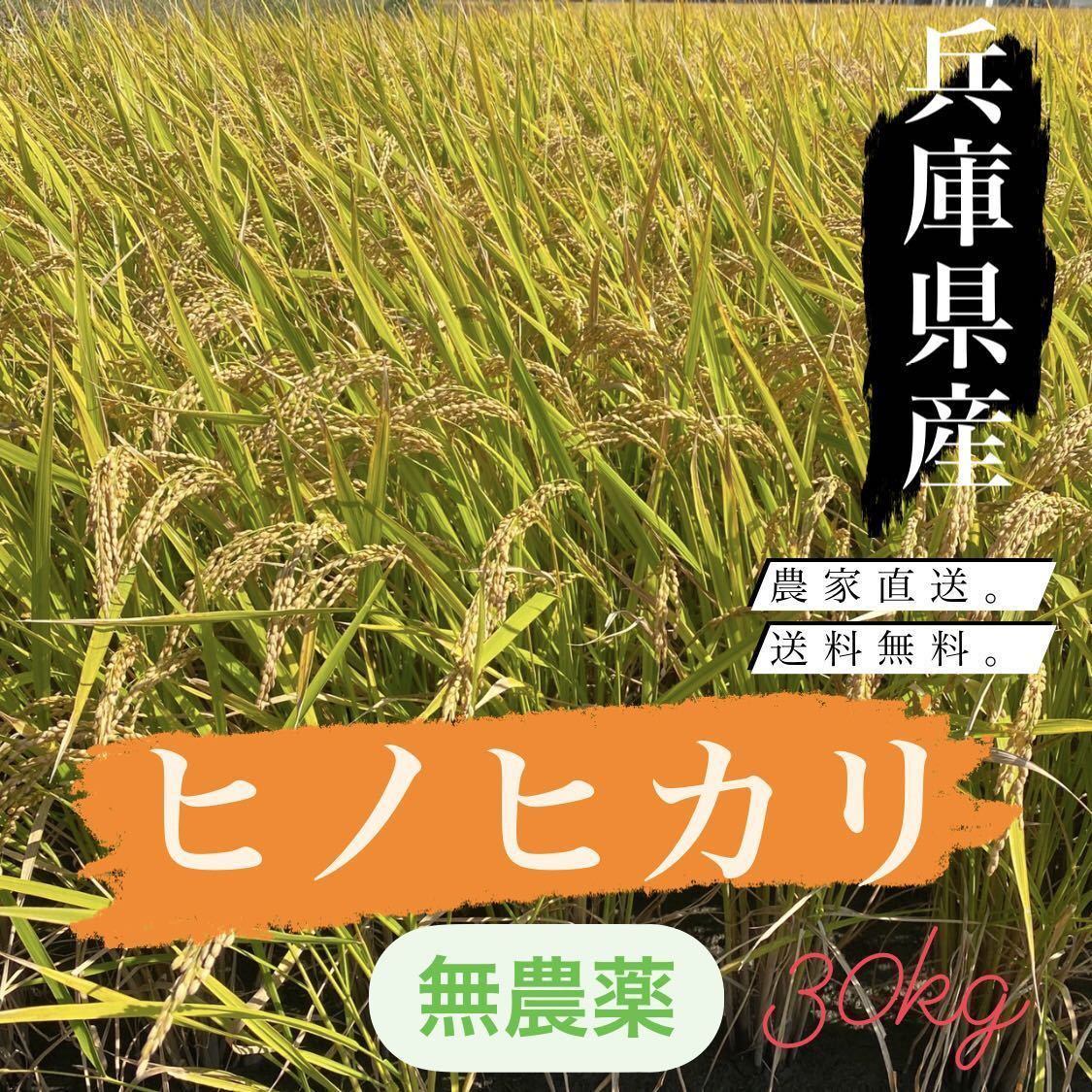 食品 値下げしました！令和6年度産減農薬ヒノヒカリ30キロ 玄米