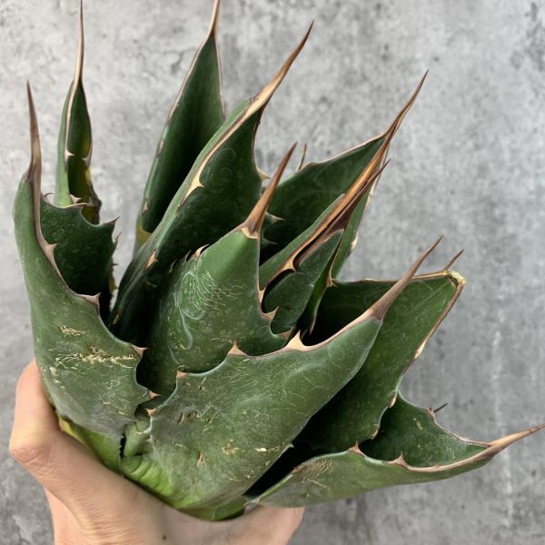 【IR1807】SS級特大モンタナ！！【選抜 イラン産！！】強棘！ アガベ モンタナ Agave Montana