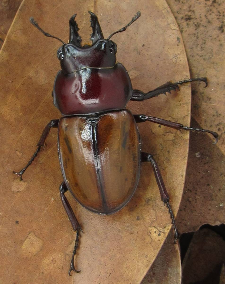 チャイロマルバネクワガタ - | Insect 石垣島 Mangrove マルバネ