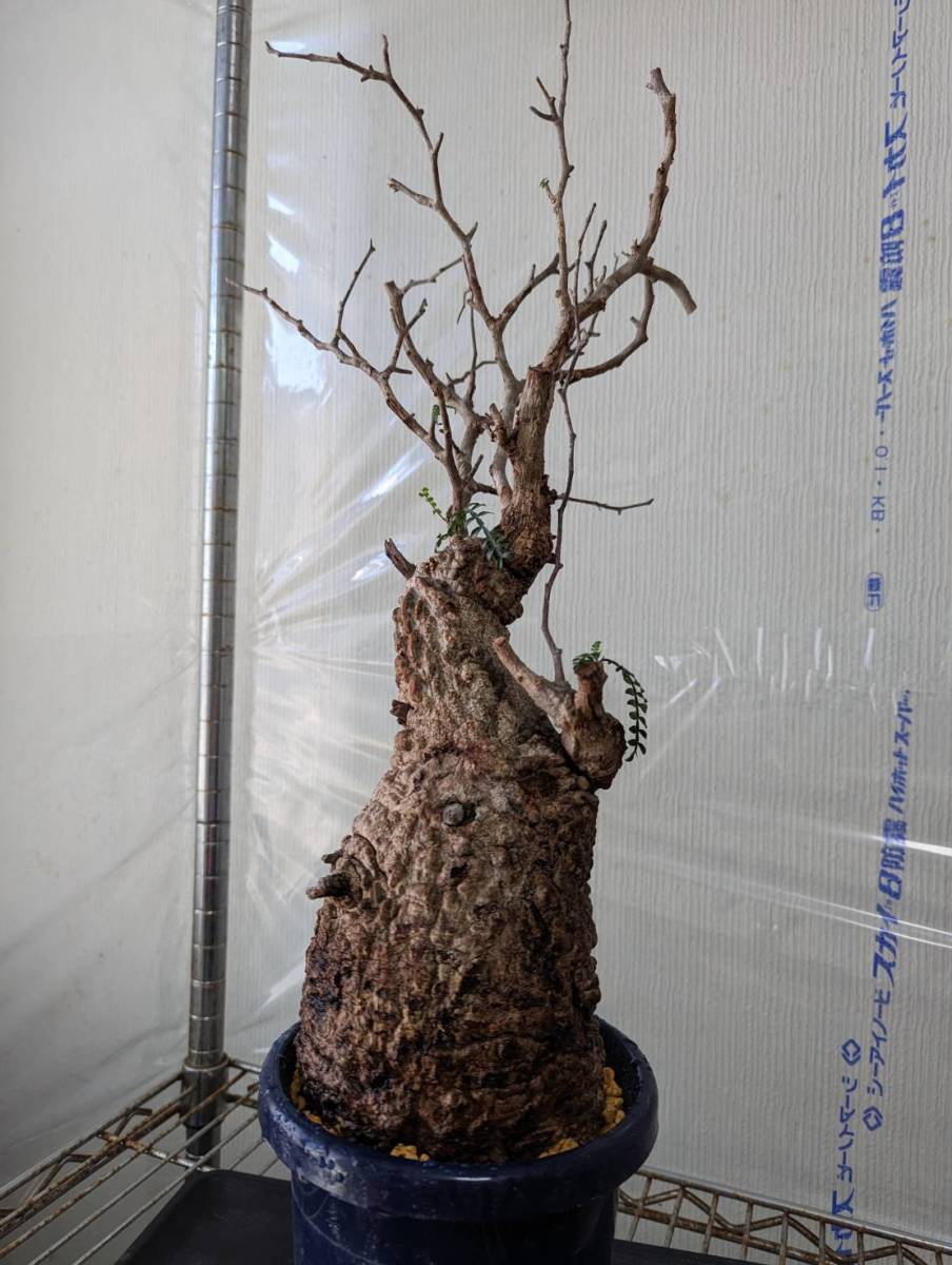 多数芽吹き有】オペルクリカリアパキプス コーデックス 塊根植物