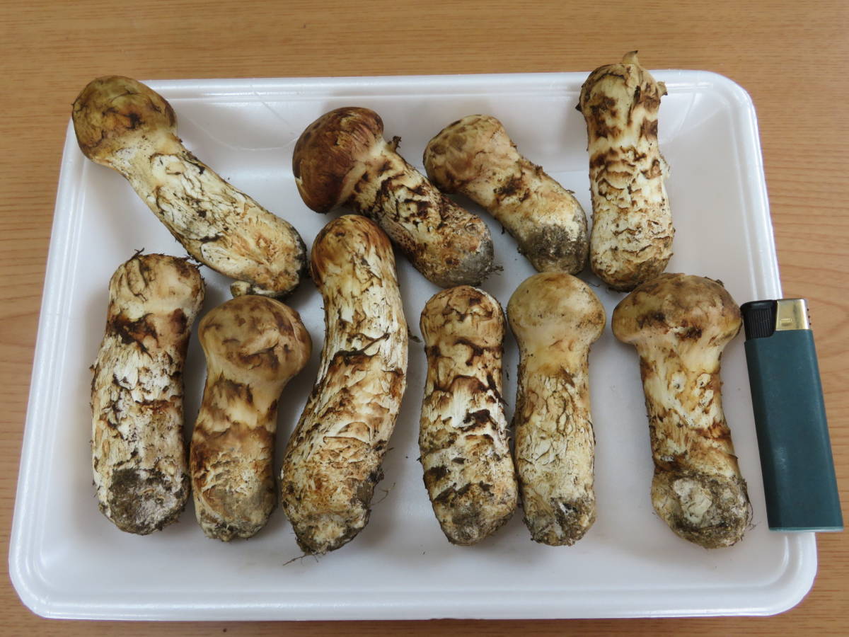 松茸 岩手産 10/9採り 450g 送料一律1000円 ①